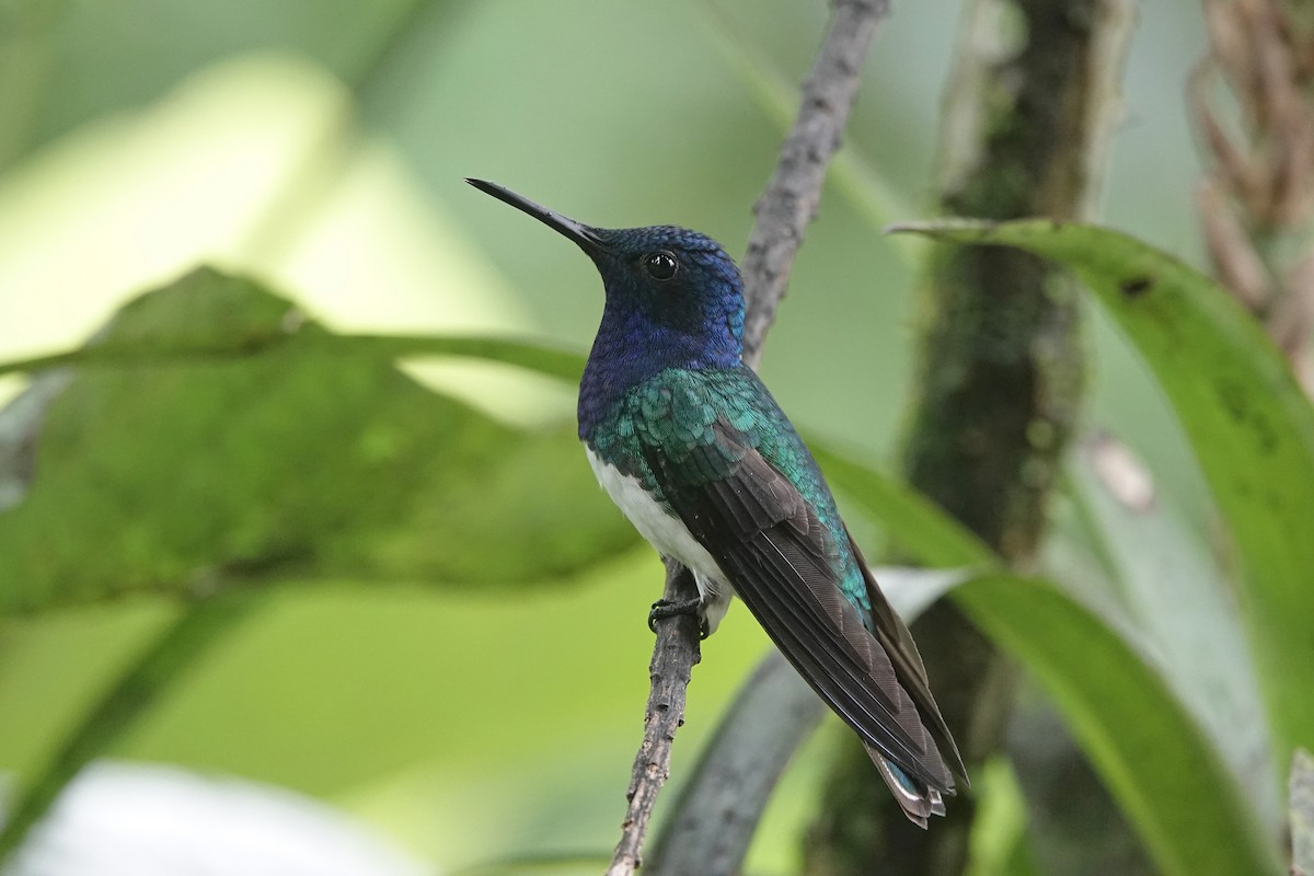 Колібрі-якобін синьоголовий - ML652952141