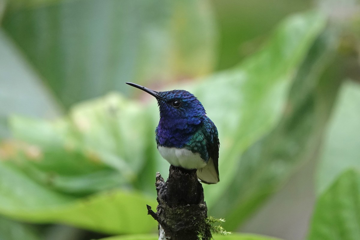 Колібрі-якобін синьоголовий - ML652952142