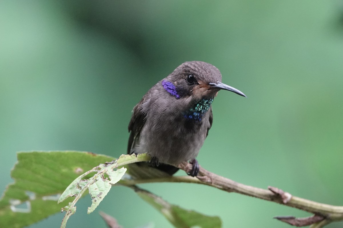 Колібрі бурий - ML652952156