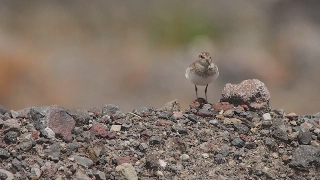 Gambecchio americano - ML652952197