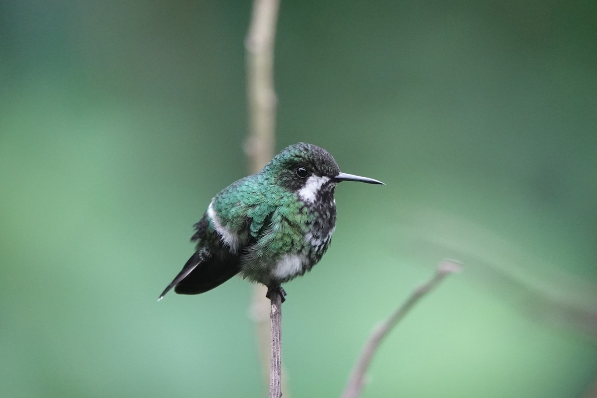 Колібрі-голкохвіст зелений - ML652952204