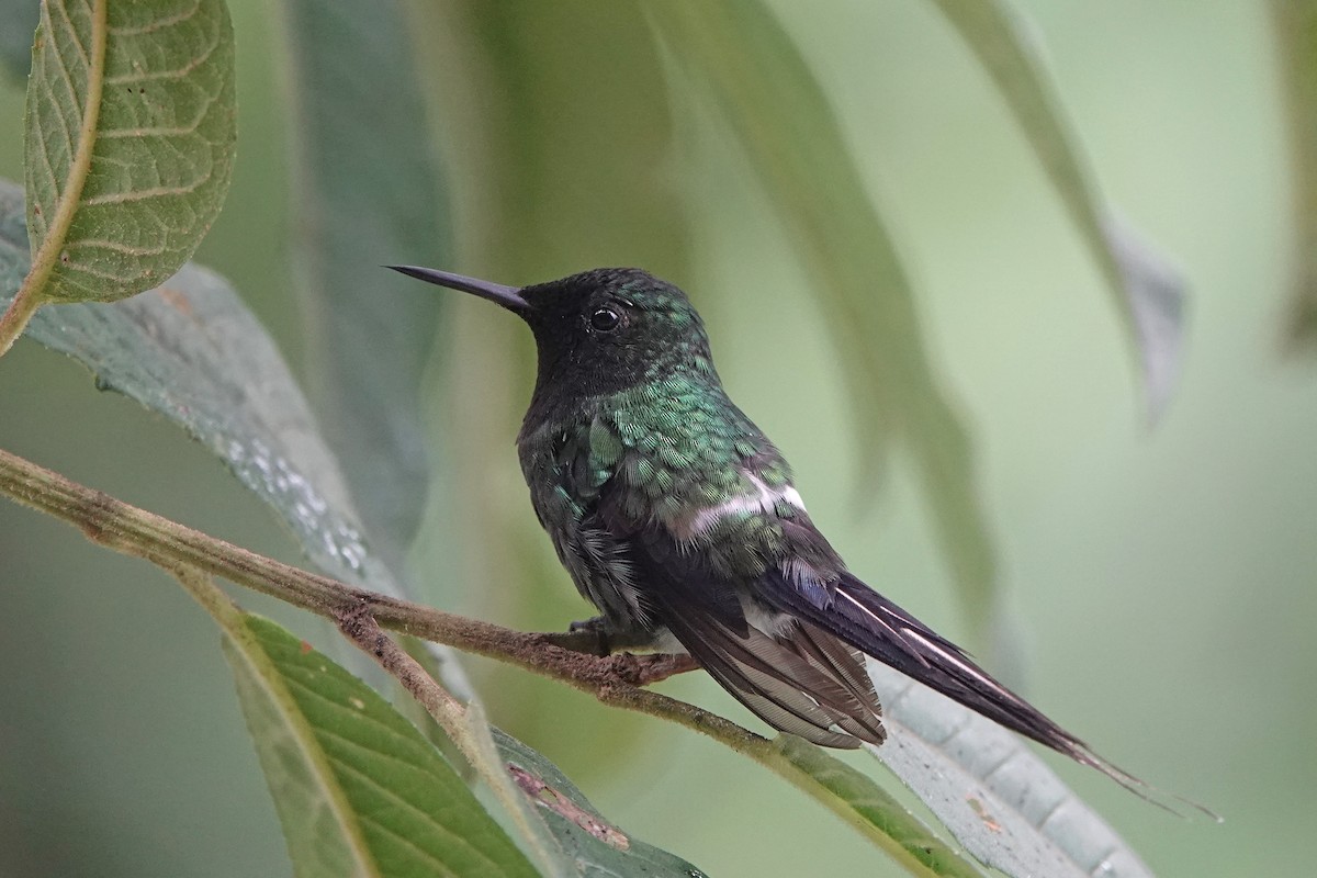 Колібрі-голкохвіст зелений - ML652952206