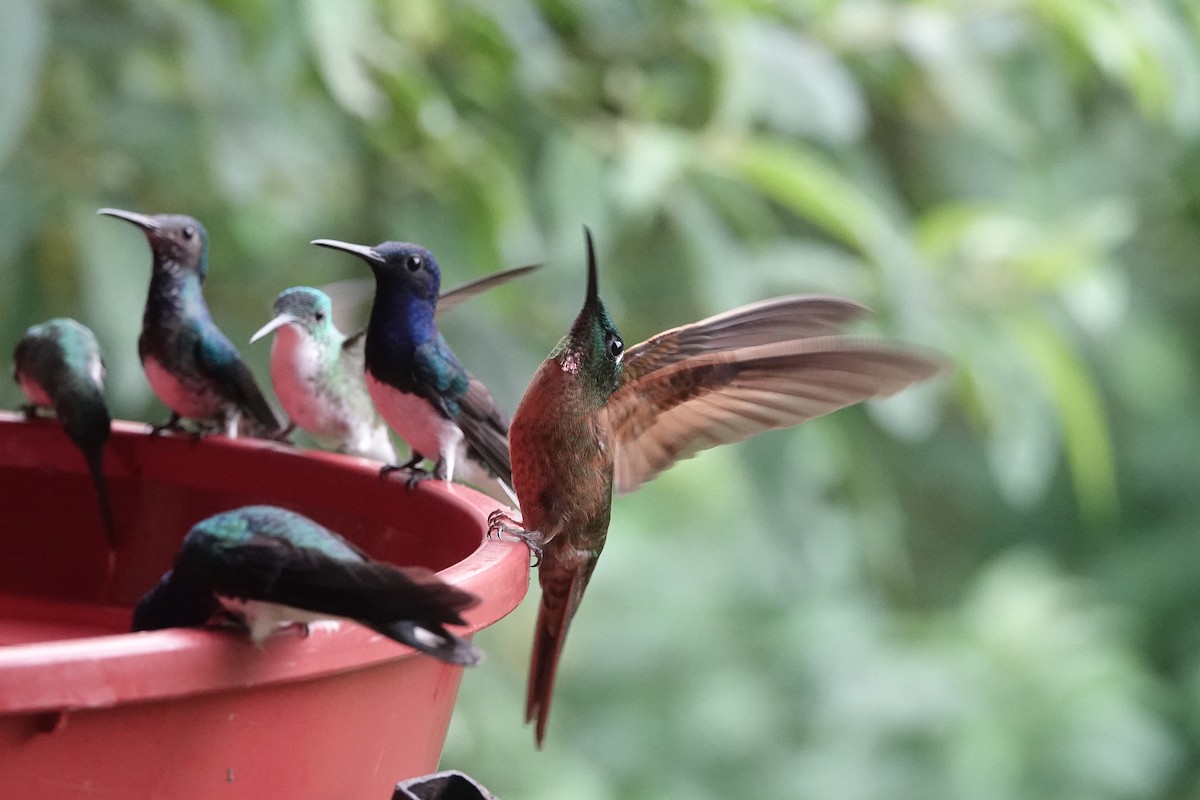 Колібрі-діамант рубіновогорлий - ML652952221