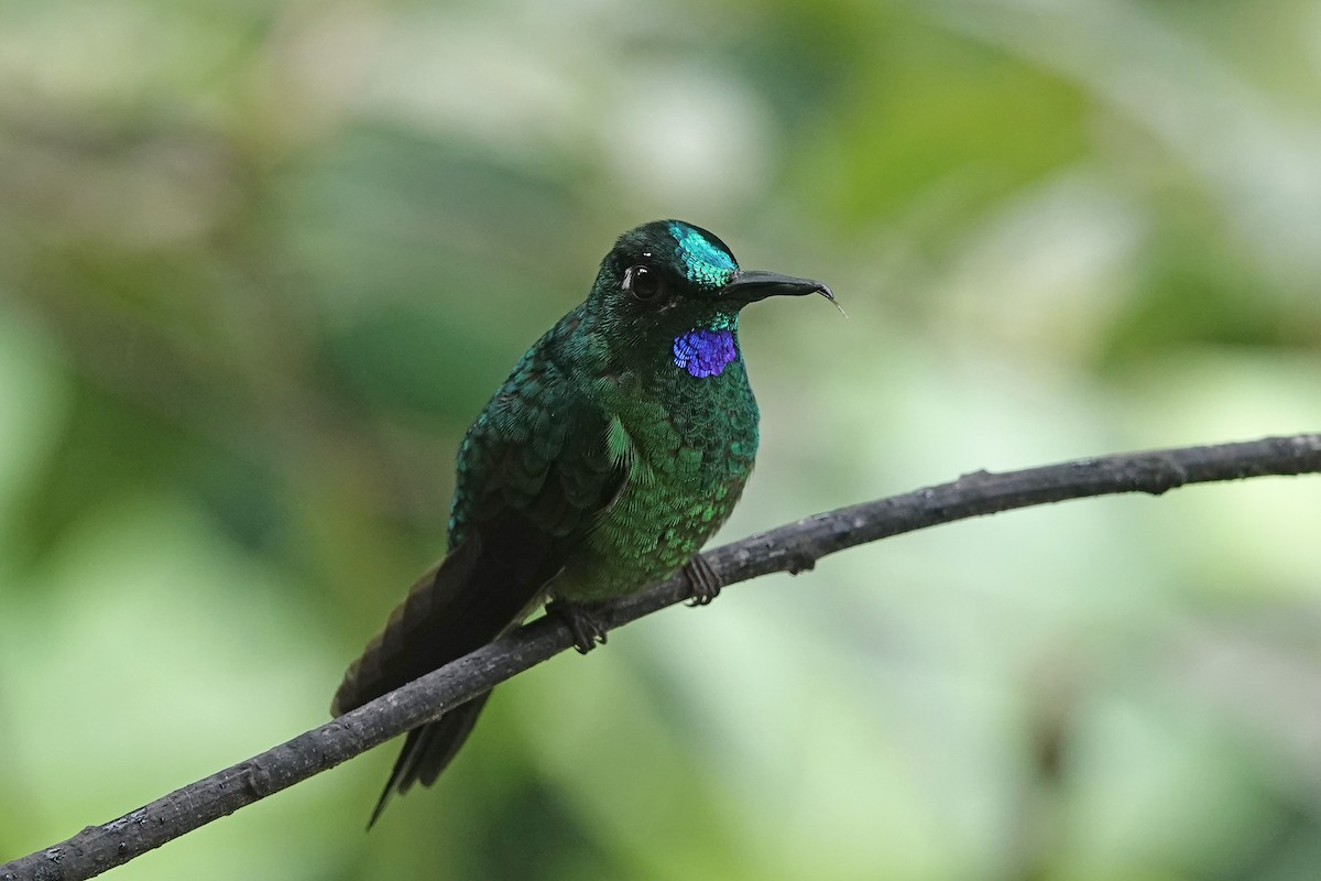 Колібрі-діамант колумбійський - ML652952257