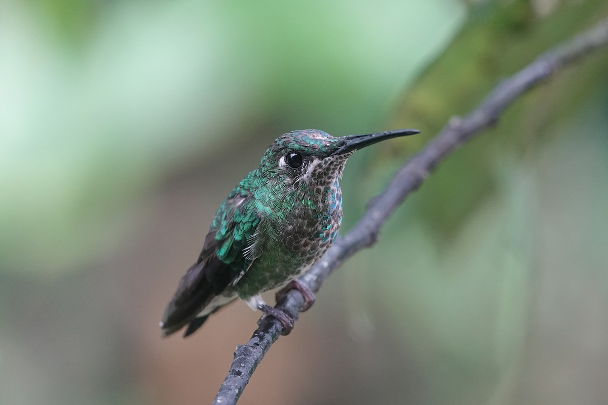 Колібрі-діамант колумбійський - ML652952258