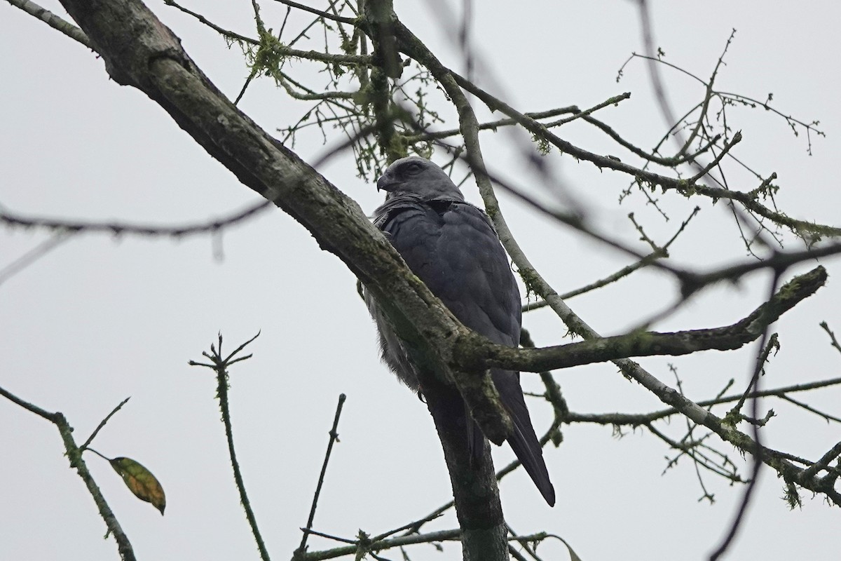 Шуліка сизий - ML652952444