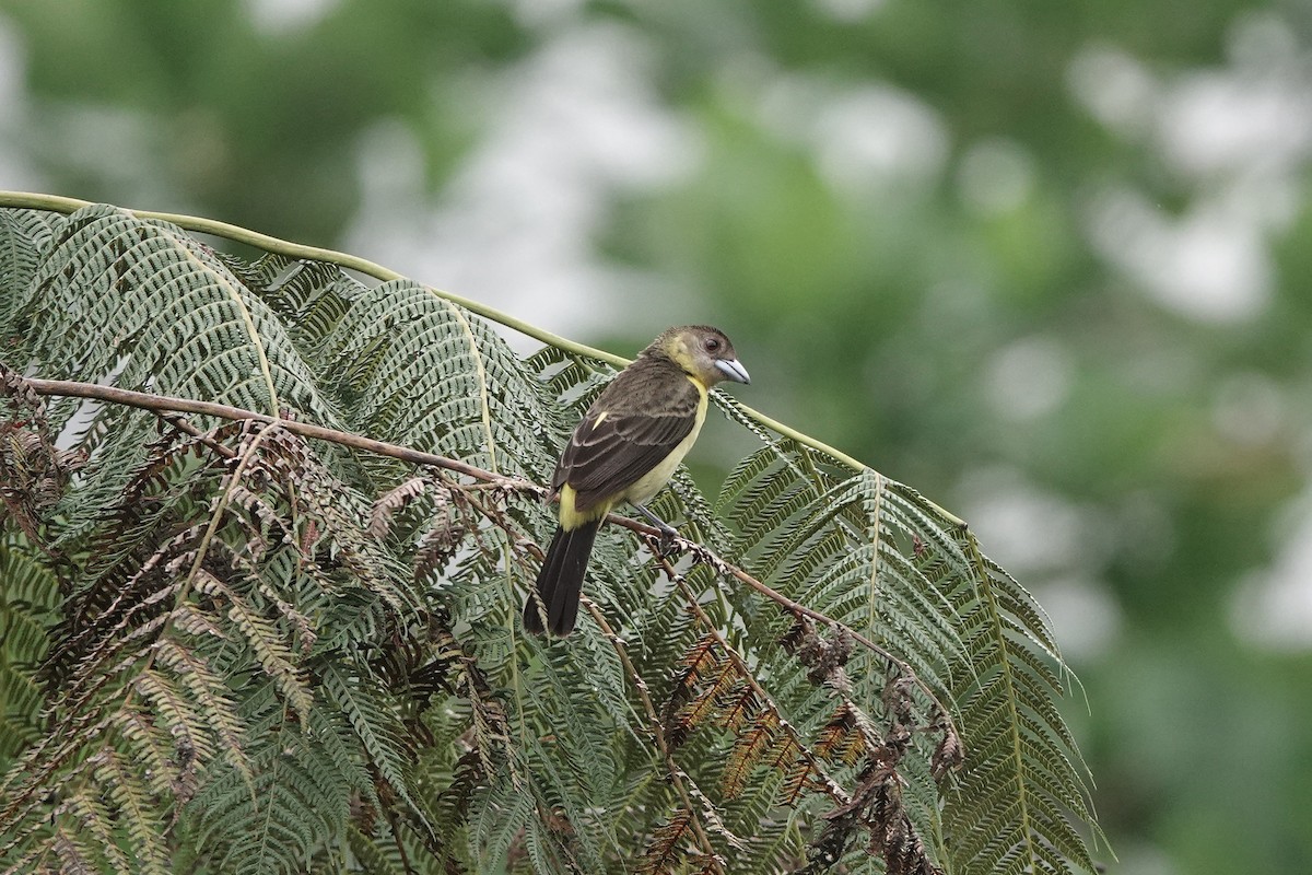 Тапіранга вогнистогуза - ML652952463