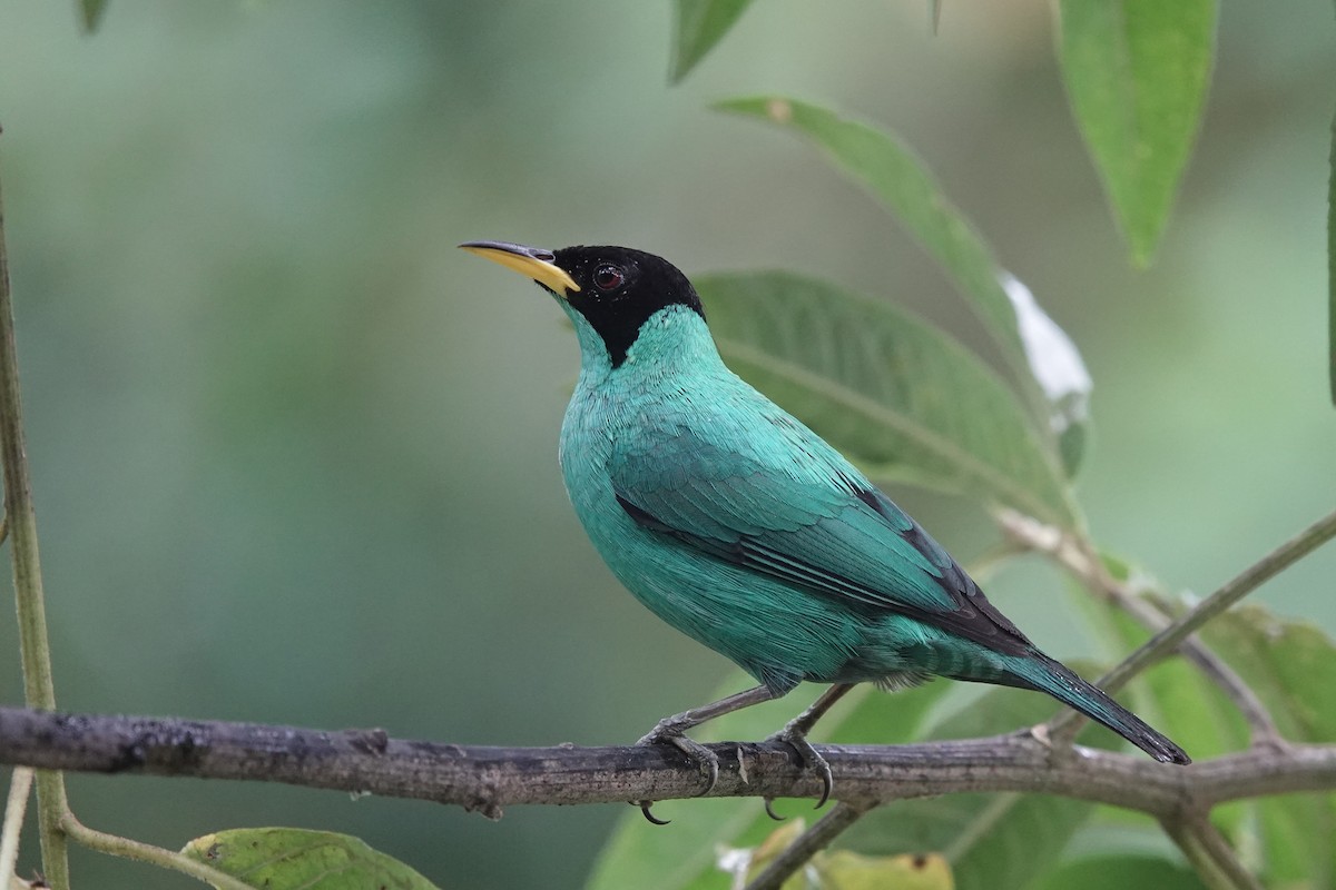 Саї великий - ML652952482