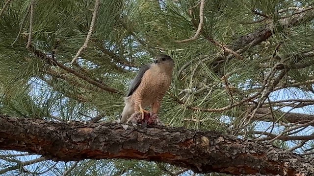 Cooper's Hawk - ML652952691