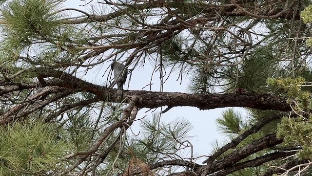 Cooper's Hawk - ML652952693