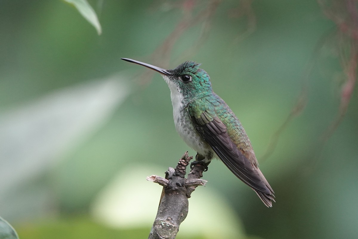 Агиртрія андська - ML652952710