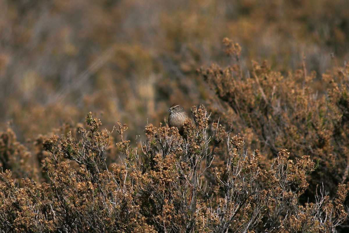 Plain-mantled Tit-Spinetail - ML65295361