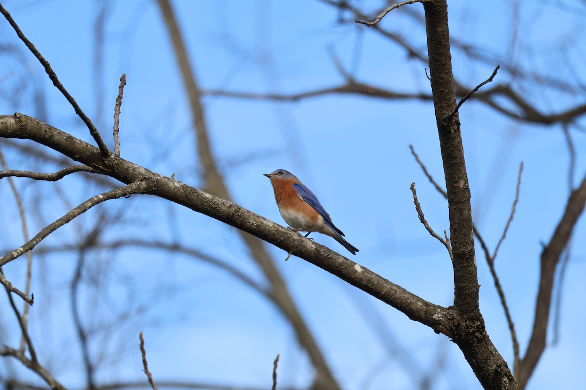 Eastern Bluebird - ML652953656