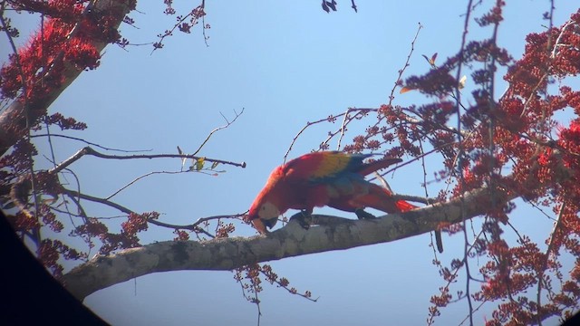 Scharlachara - ML652953732