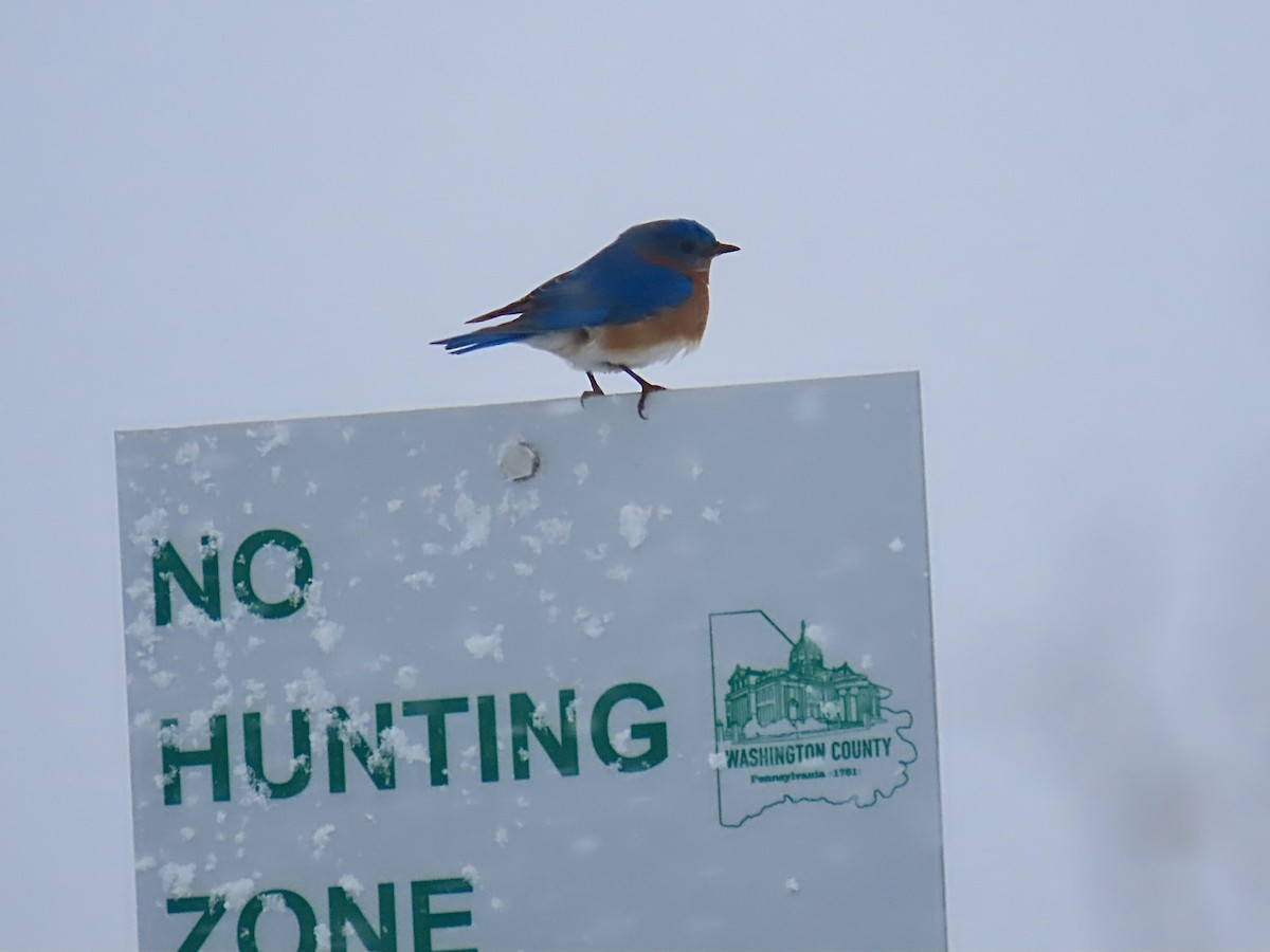 Eastern Bluebird - ML652953857