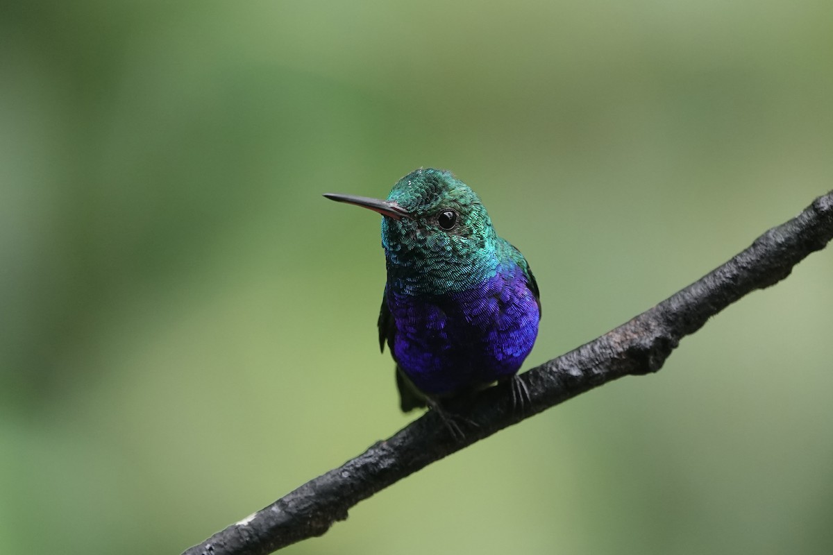 Колібрі-лісовичок синьочеревий - ML652953967