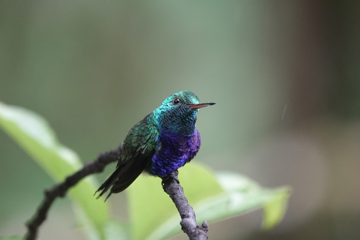 Колібрі-лісовичок синьочеревий - ML652953968