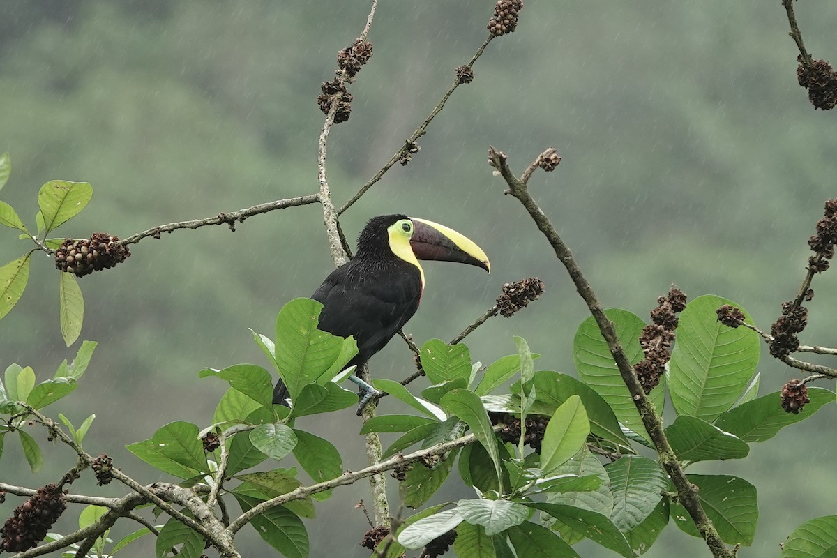 Тукан жовтошиїй (підвид swainsonii) - ML652953985