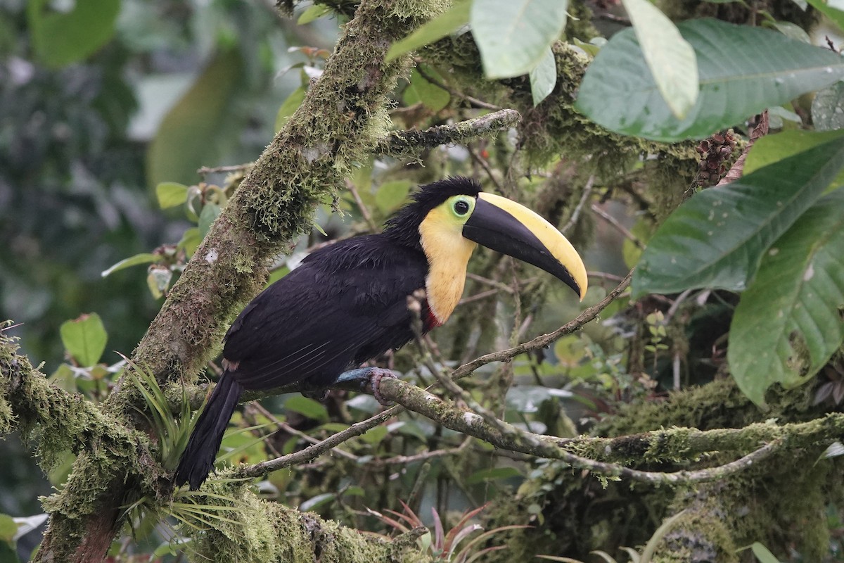 Тукан гірський - ML652954033