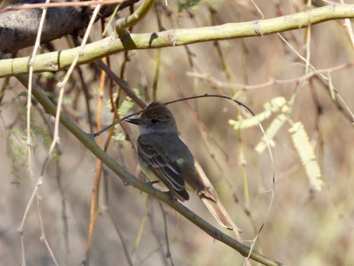 Ash-throated Flycatcher - ML652955198