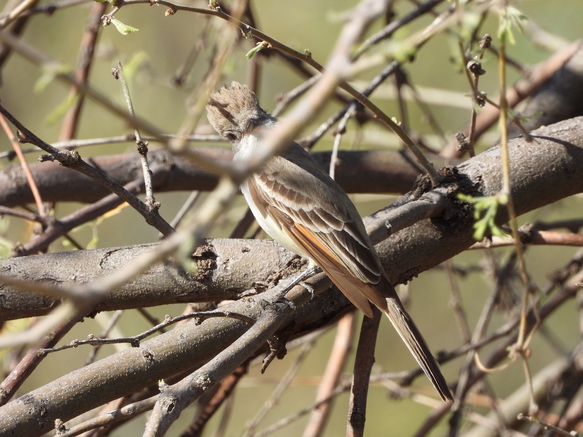 Ash-throated Flycatcher - ML652955199