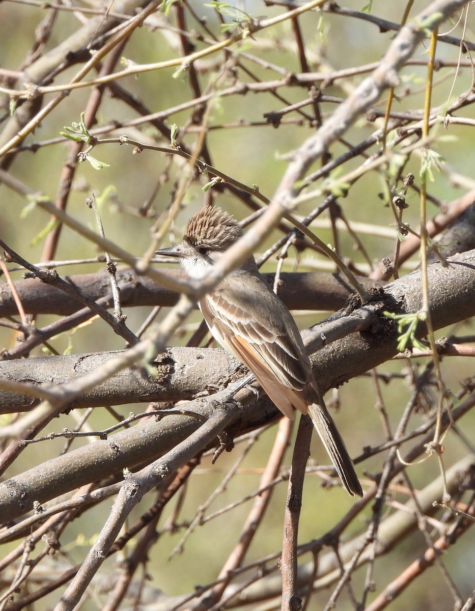 Ash-throated Flycatcher - ML652955200