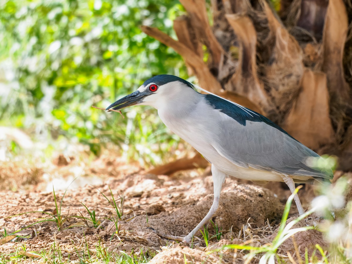 אנפת לילה - ML652955203