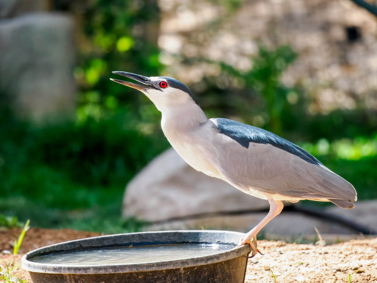 אנפת לילה - ML652955204