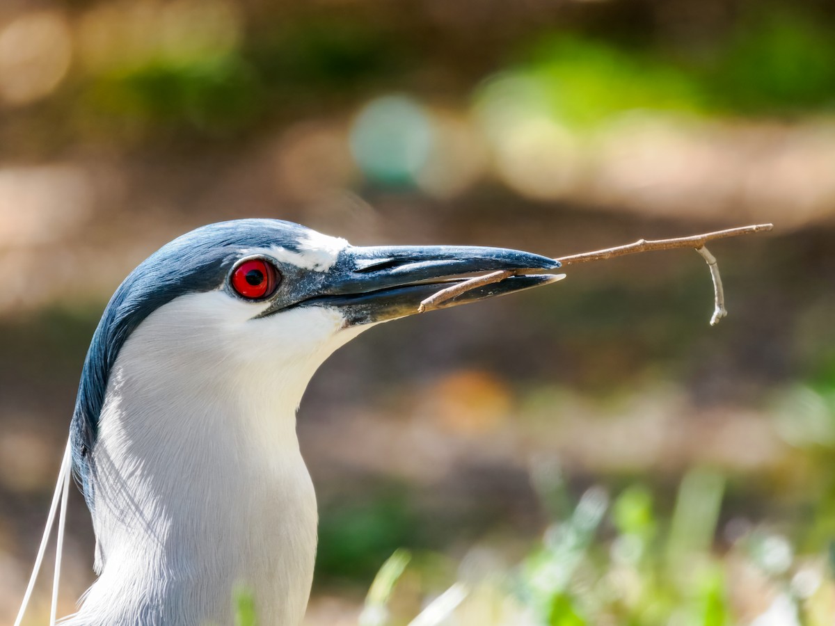 אנפת לילה - ML652955205
