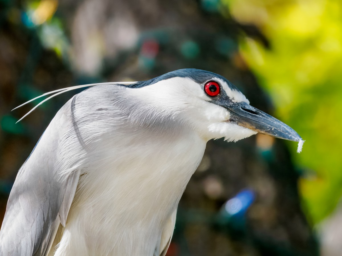 אנפת לילה - ML652955206