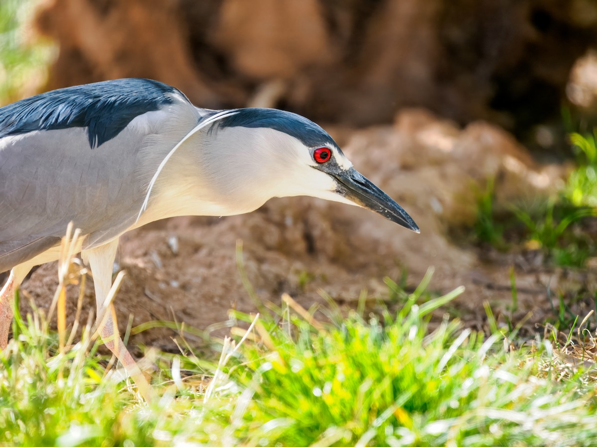 אנפת לילה - ML652955207