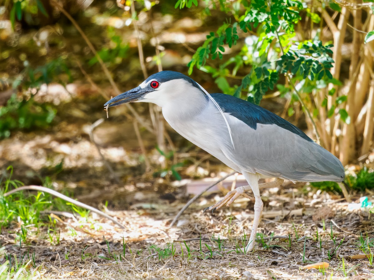 אנפת לילה - ML652955208