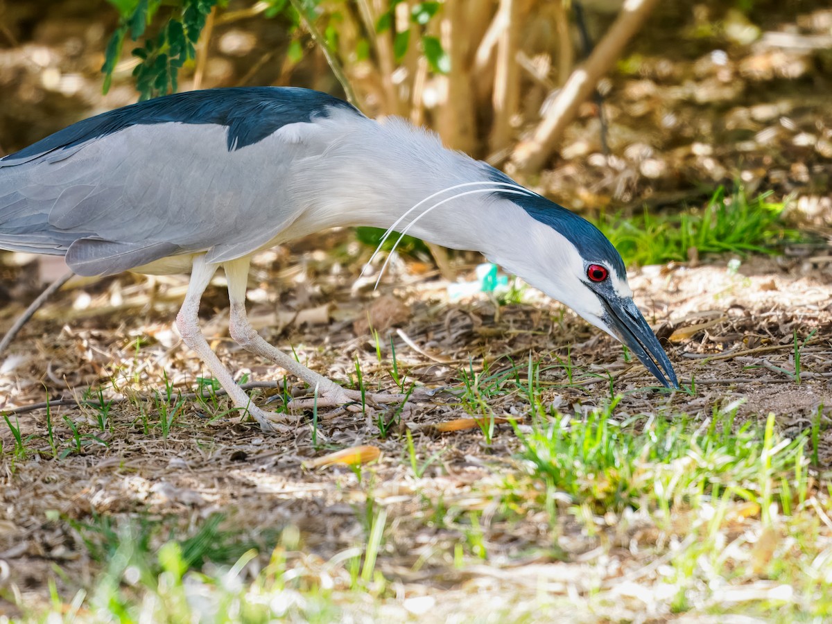 אנפת לילה - ML652955209