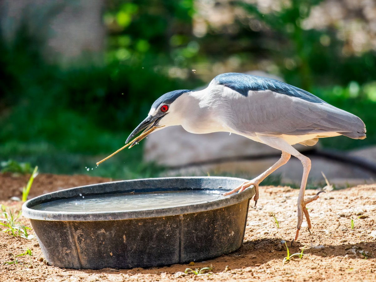 אנפת לילה - ML652955210