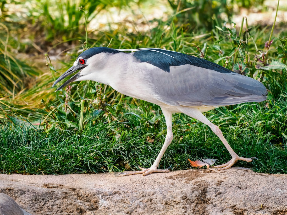 אנפת לילה - ML652955211