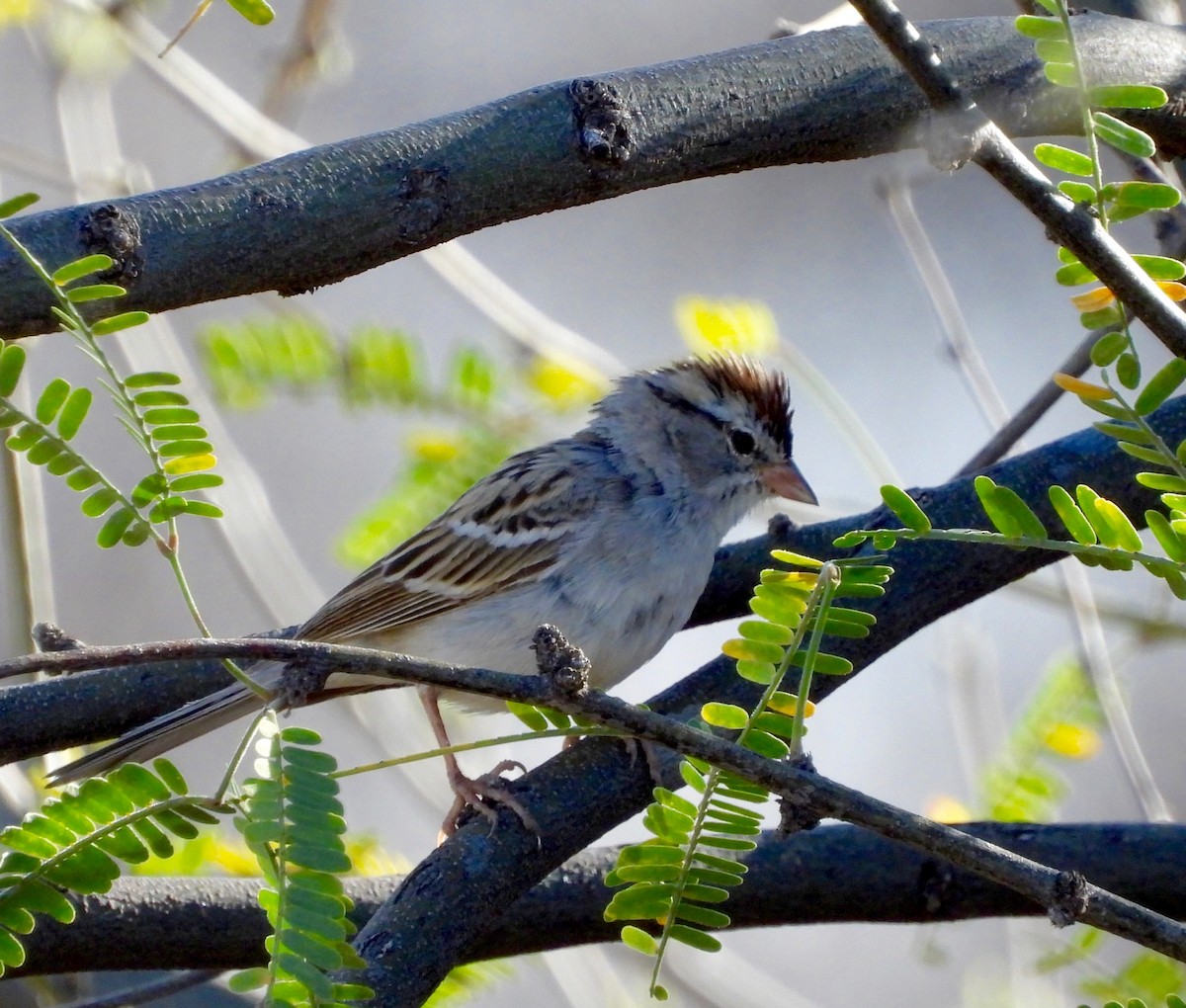 Chipping Sparrow - ML652955222