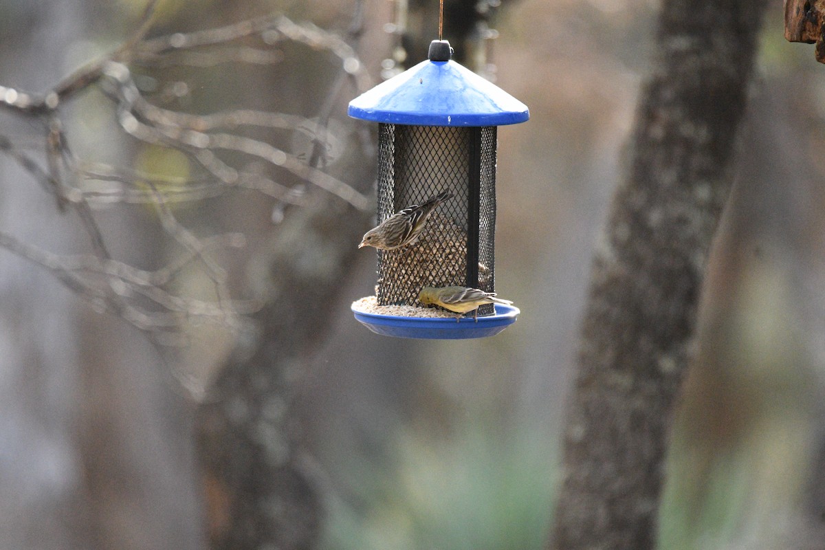 Pine Siskin - ML652955227