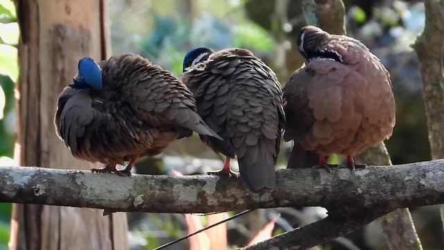 Blue-headed Quail-Dove - ML652955383