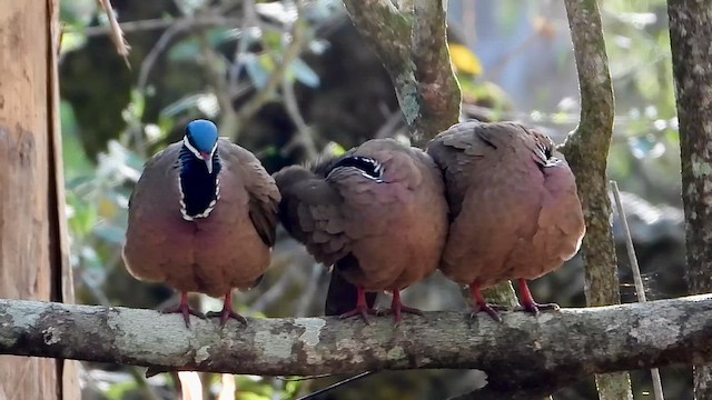 Blue-headed Quail-Dove - ML652955384