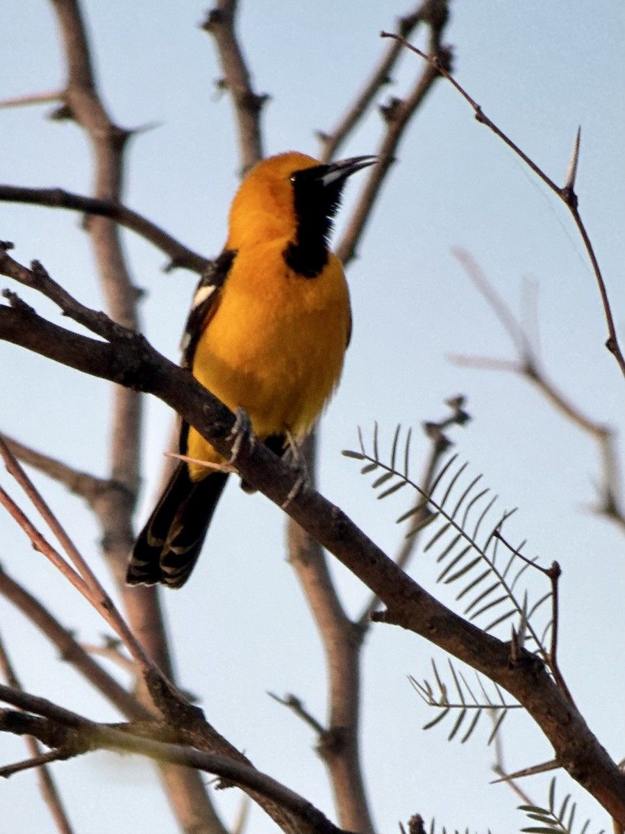 Hooded Oriole - ML652955422