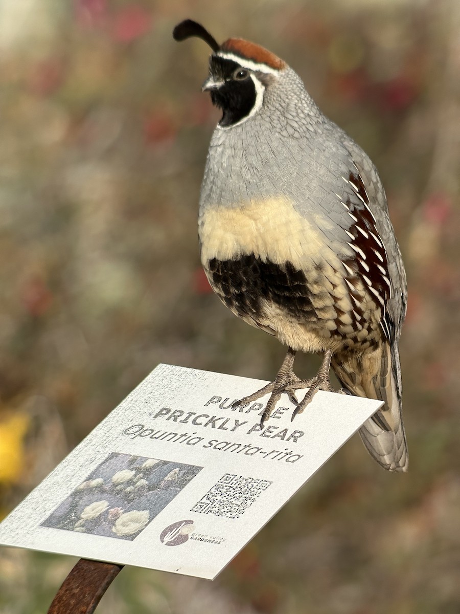 Gambel's Quail - ML652955452