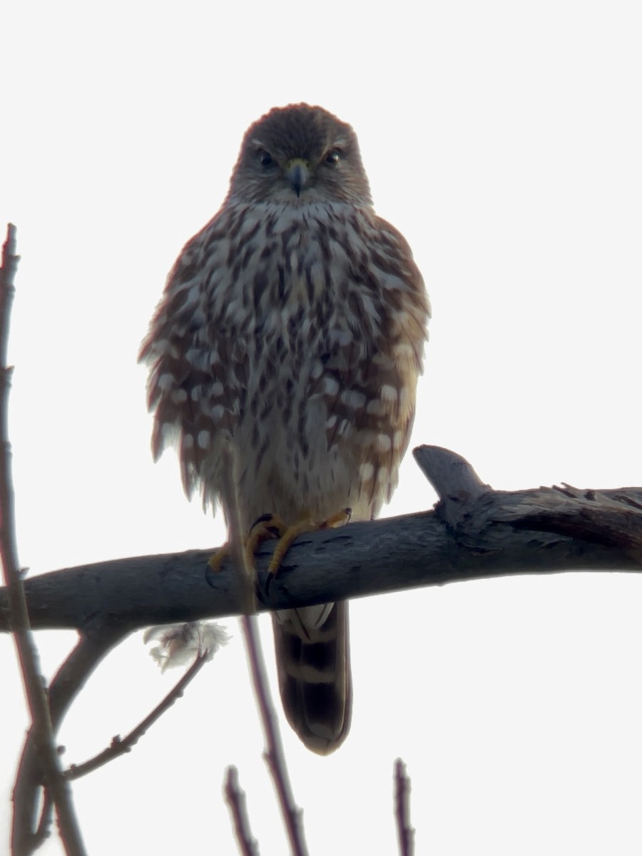 בז גמדי - ML652955487