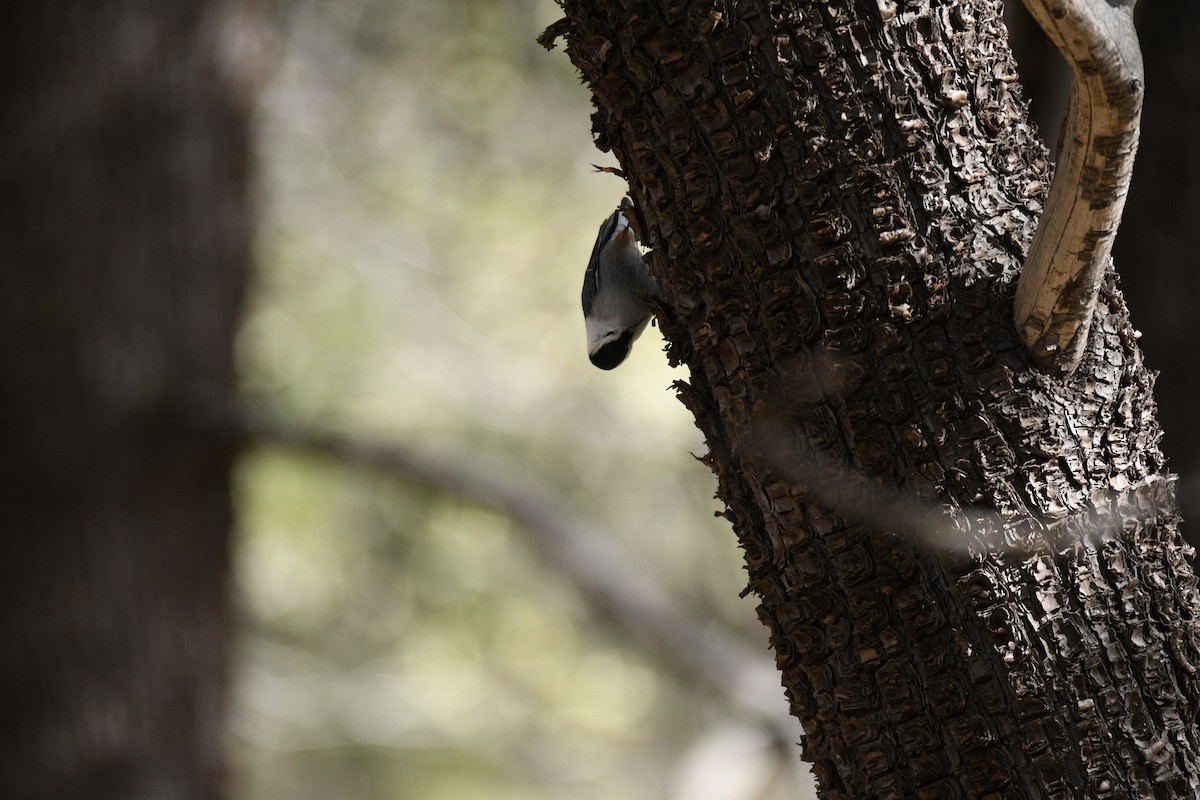 Beyaz Göğüslü Sıvacı - ML652955600