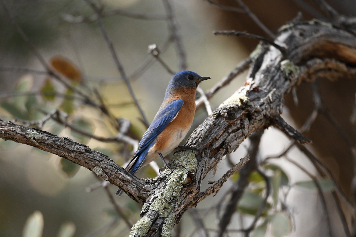 Eastern Bluebird - ML652955676