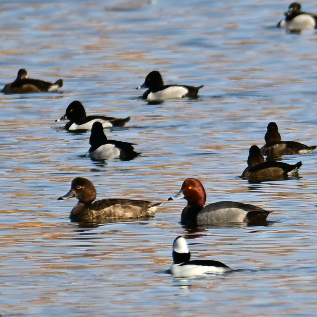 Lesser Scaup - ML652956327