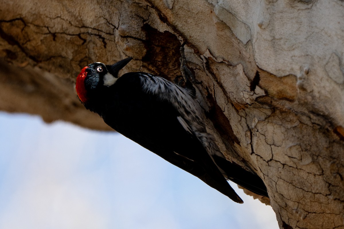 Acorn Woodpecker - ML652956382