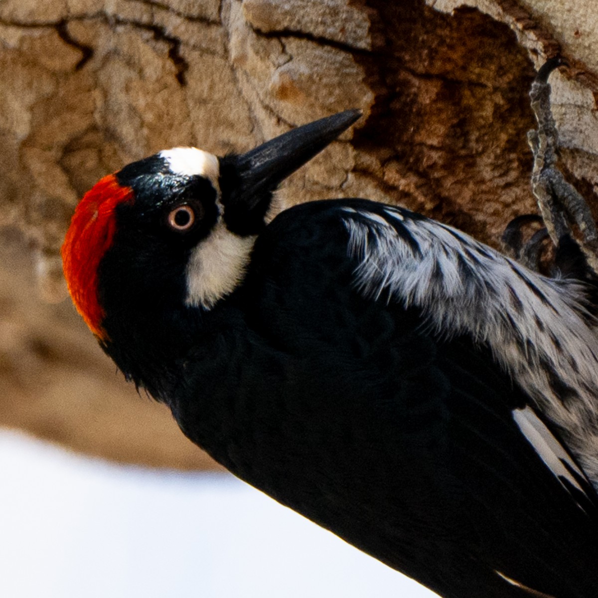 Acorn Woodpecker - ML652956383