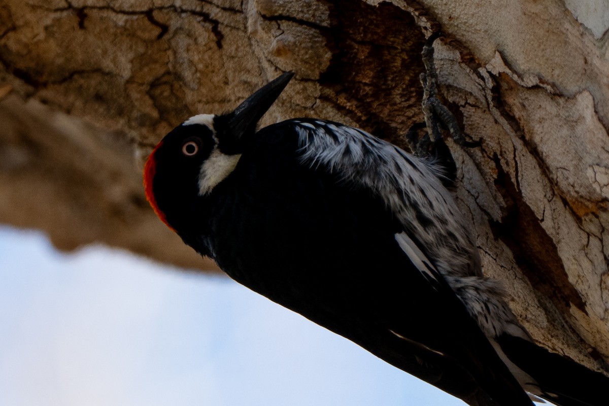 Acorn Woodpecker - ML652956384