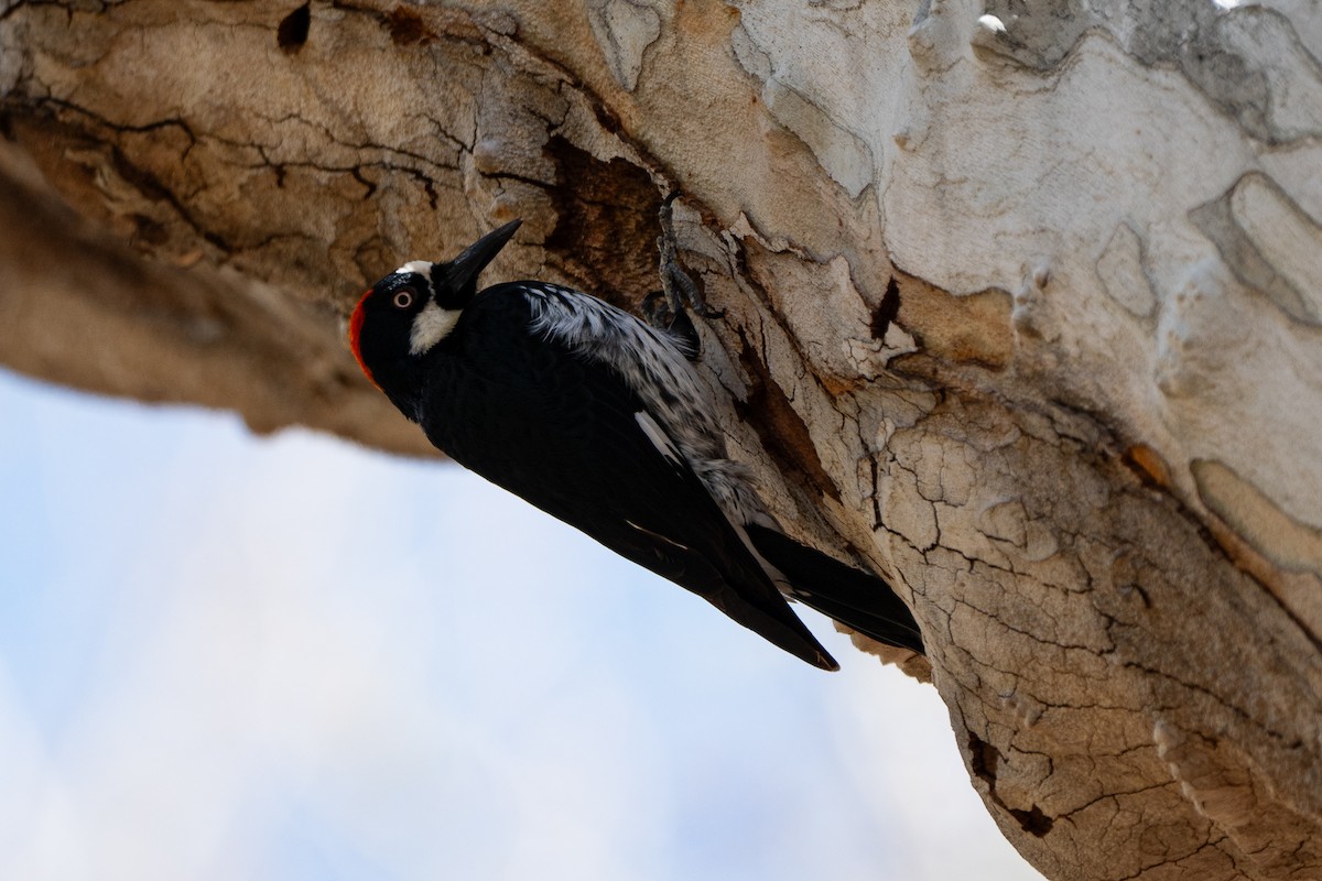 Acorn Woodpecker - ML652956385