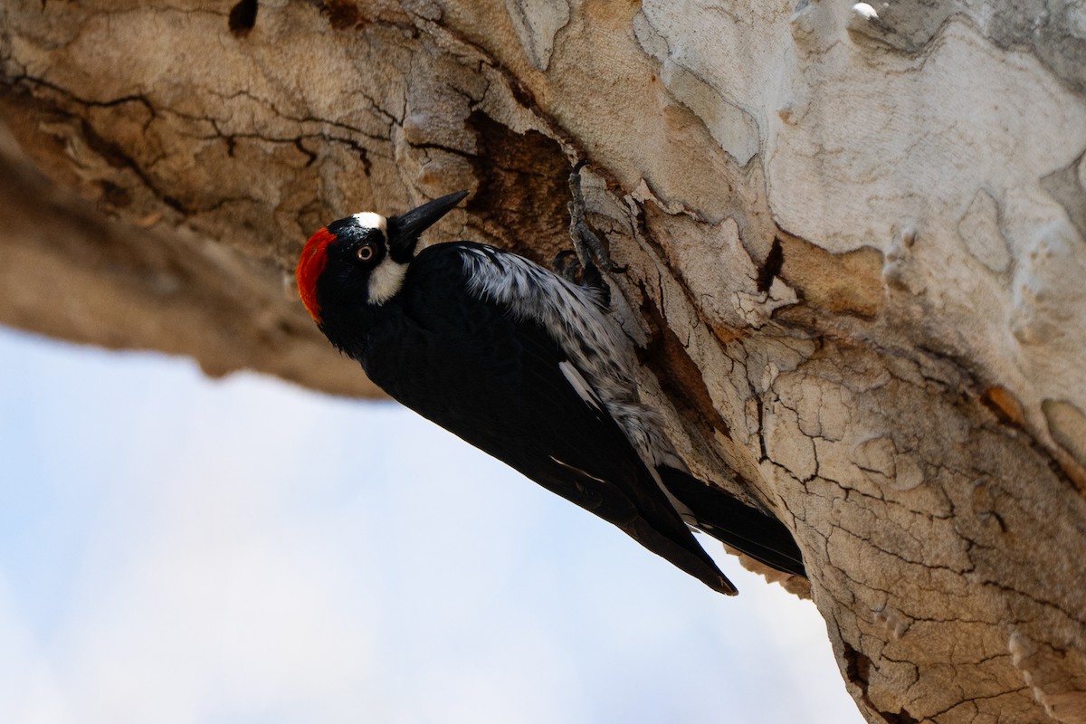 Acorn Woodpecker - ML652956386